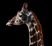 животные в портретах Brad Wilson12