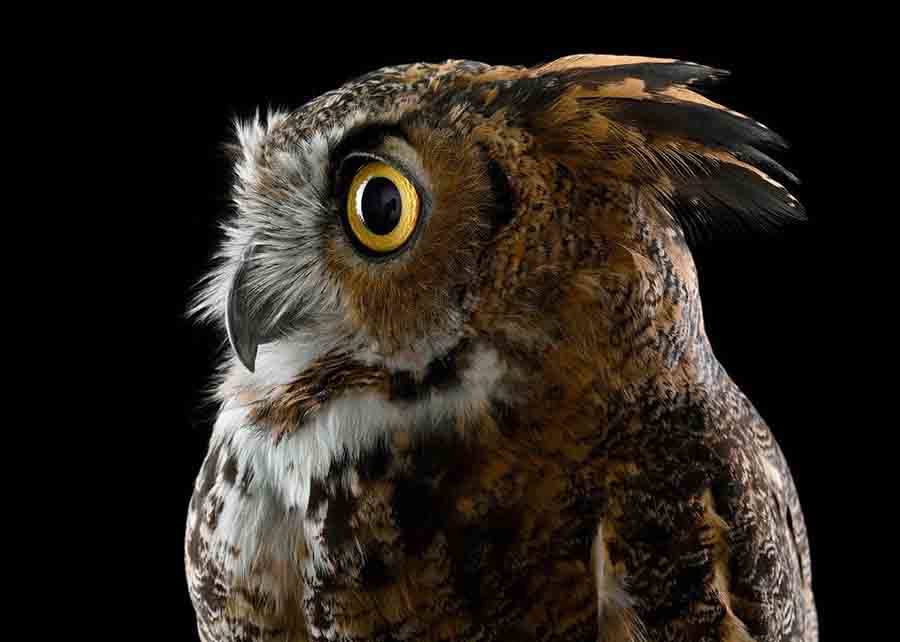 животные в портретах Brad Wilson13