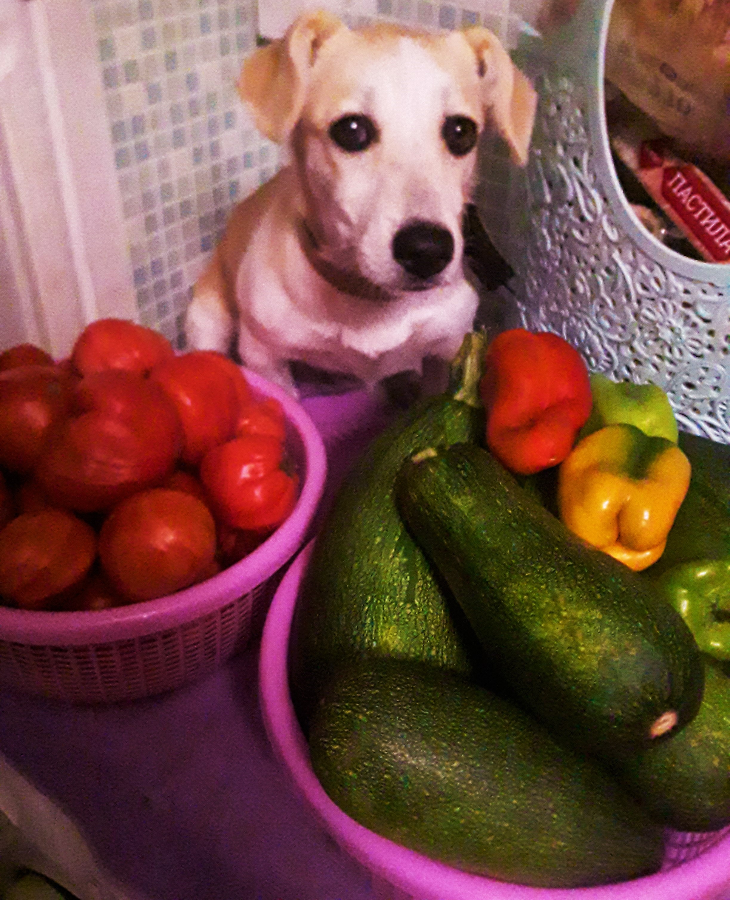 НАДЕЖДА ДУХАНИНА,Надя Немцева Духанина