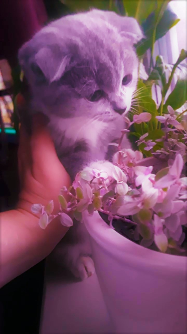 НАДЕЖДА ДУХАНИНА,Надя Немцева Духанина