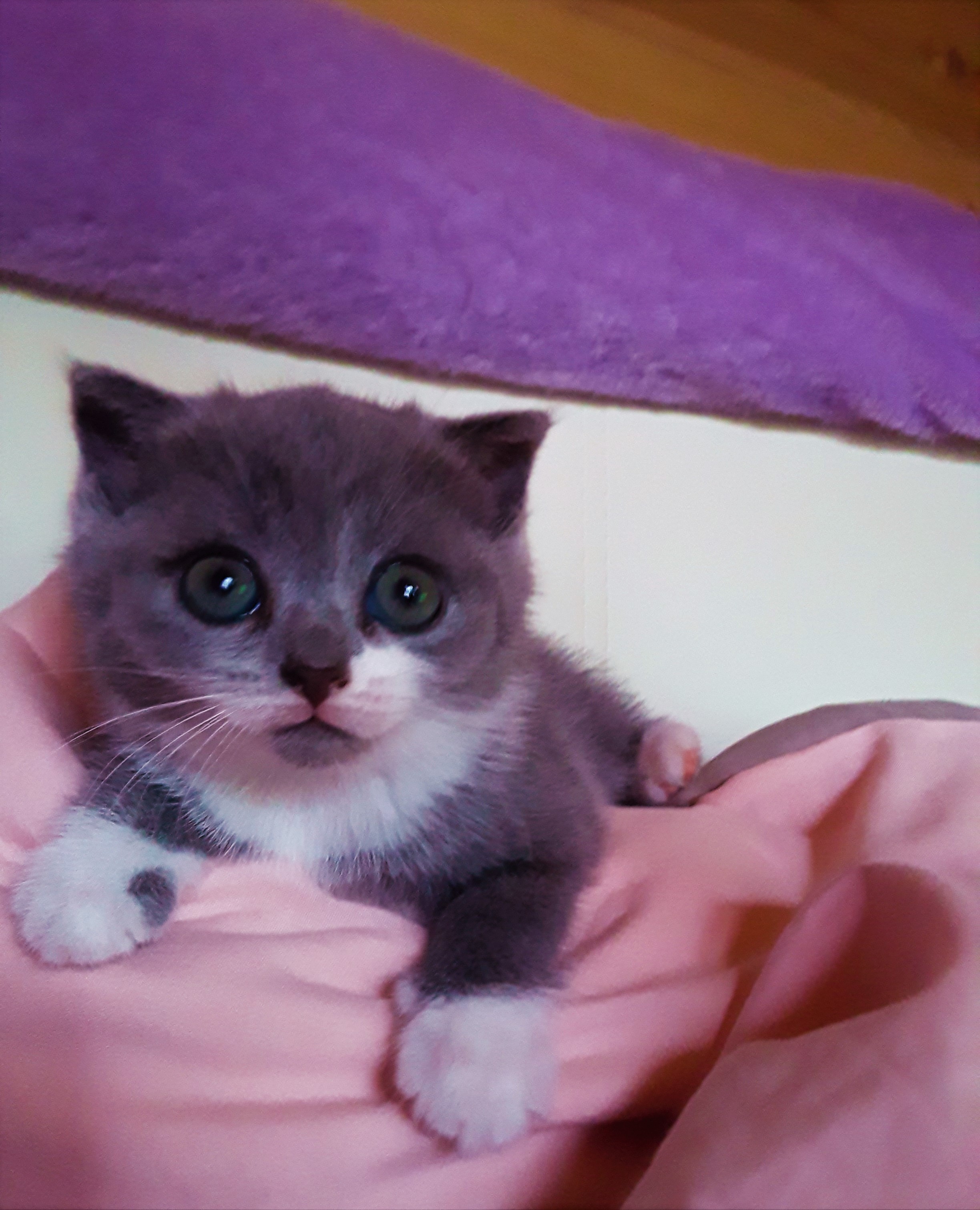 НАДЕЖДА ДУХАНИНА,Надя Немцева Духанина