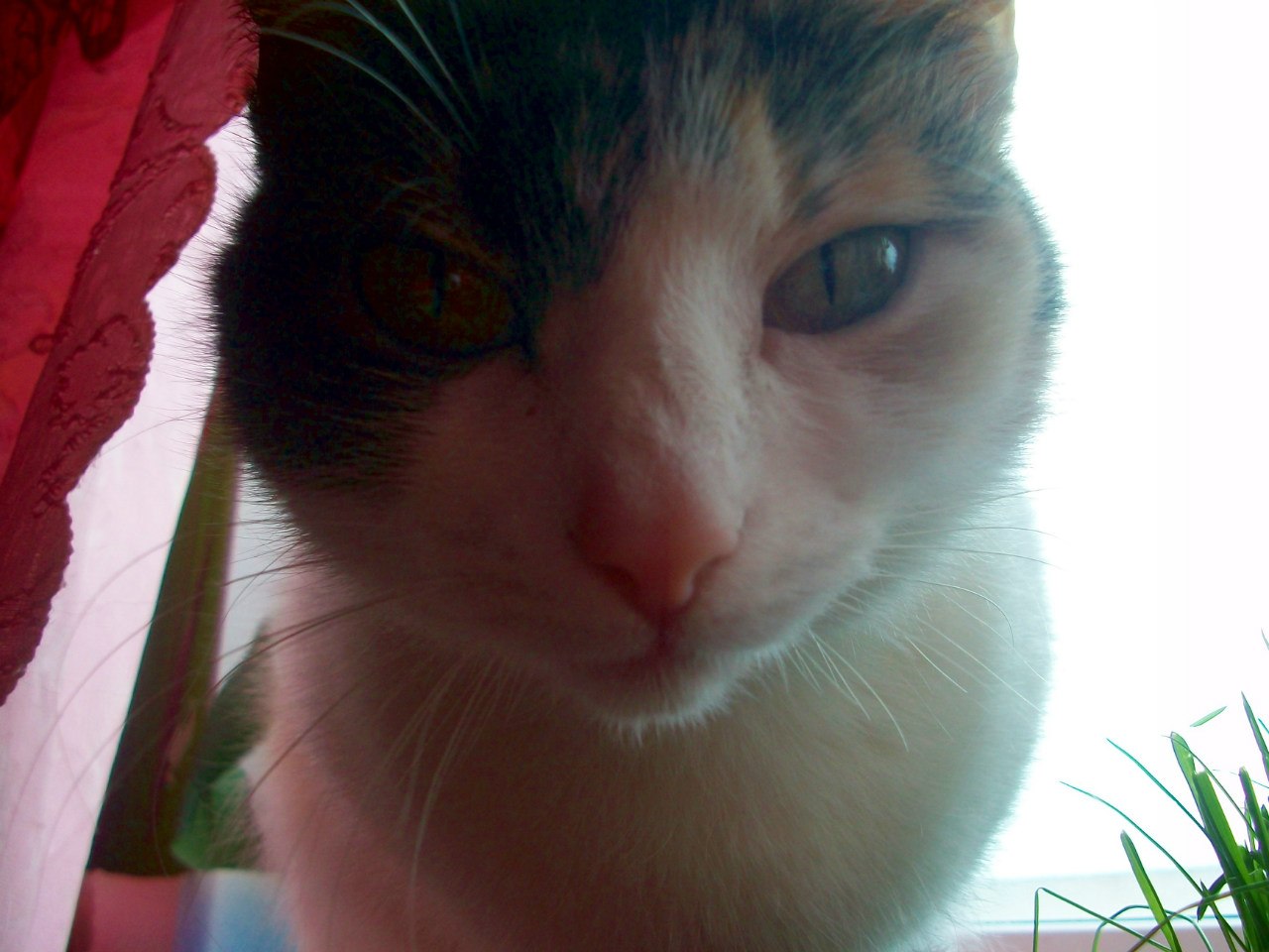 НАДЕЖДА ДУХАНИНА,Надя Немцева Духанина (153)