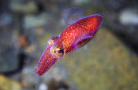 Фото Александра Семенова13