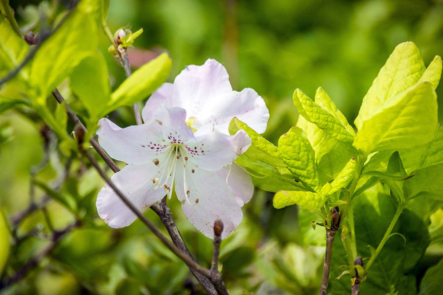 Полуостров Краббе 16