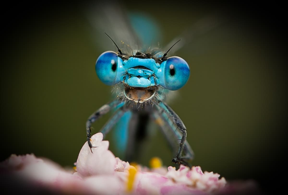 фотографии на Comedy Wildlife Photography Awards 2021 года8