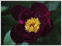 14-129 Paeonia