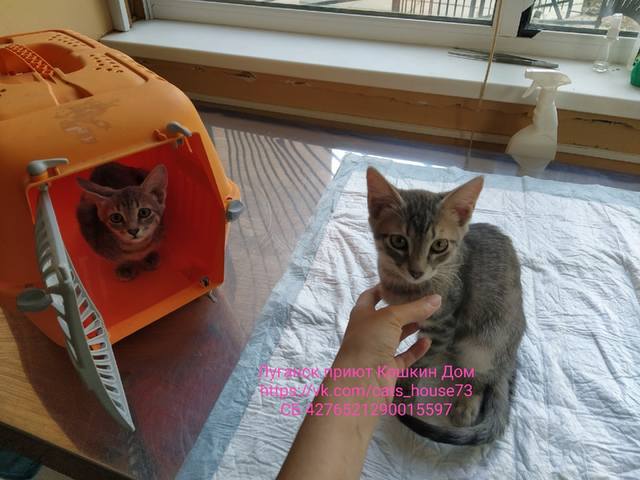 Котята Котьки Котята Котьки