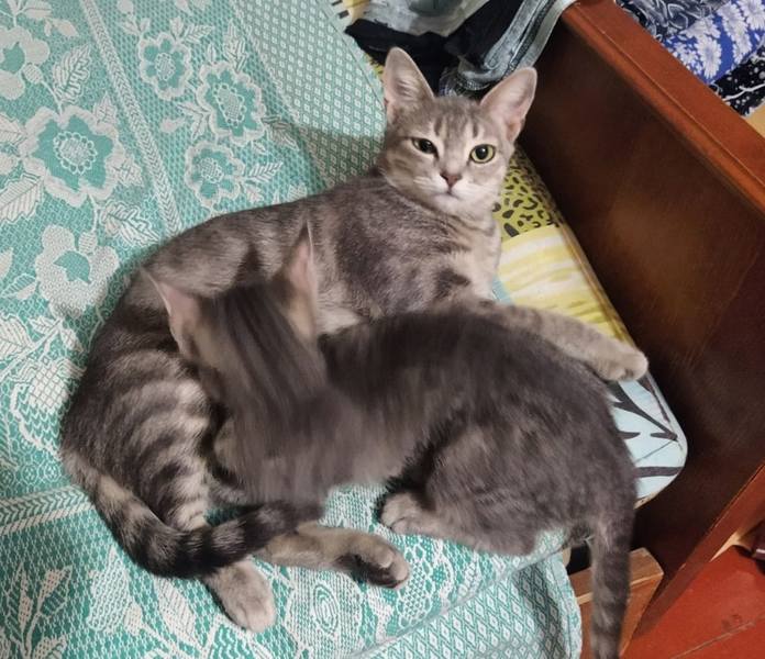 Котька и К