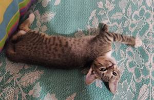Котька и К 2 Котька и К 2