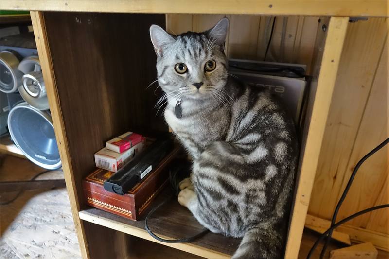 котик Пух котик Пух