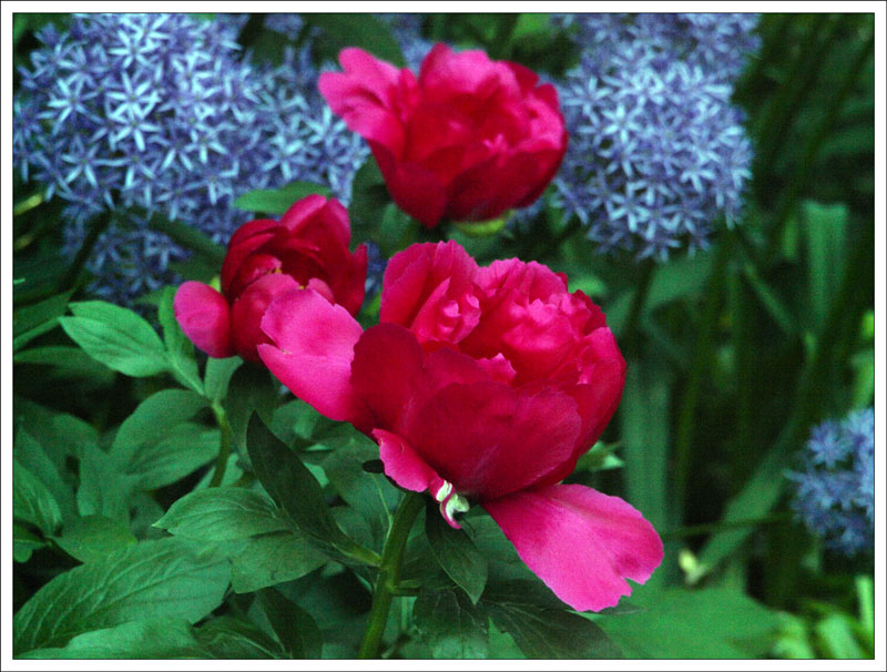 14-137 Paeonia