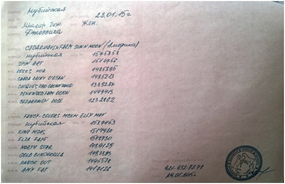 Диас мать род Ильнар Казань