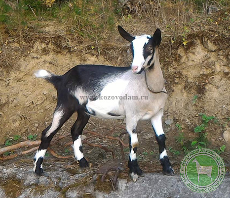 LIVE STAR Афродита 1 valuta2000