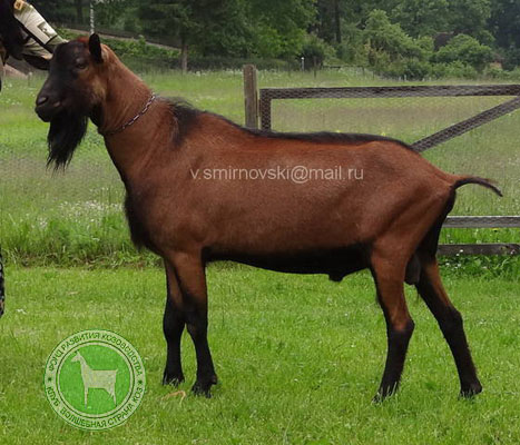 PASTO-МАТРАН 2 ЛПХ Смирновских