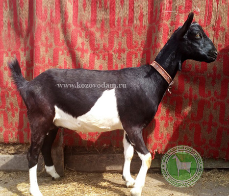 Пепита 1 Никуша