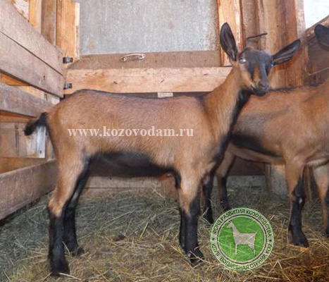 Багира Алла Мамаева