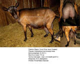 Туим мать Дарья Октябрина