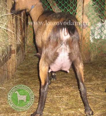 Дарклин 2 Ирина Русина