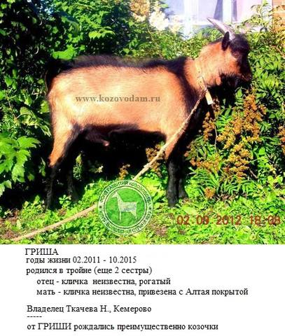 Дарклин ом Гриша Ирина Русина