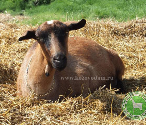 Пьеха 1 Алла Мамаева