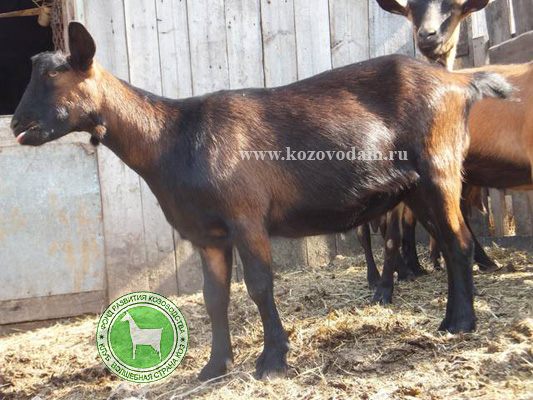 Шакира Алла Мамаева