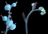 фотограф Крейг Берроуз9