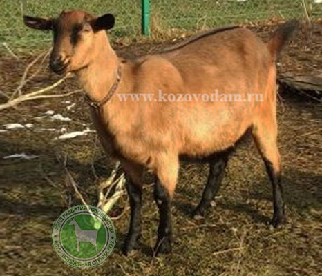 Тося 1 Елена Старожилово