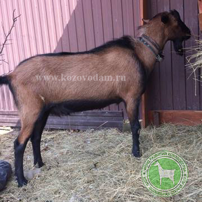 Мартин 2 Елена Старожилово