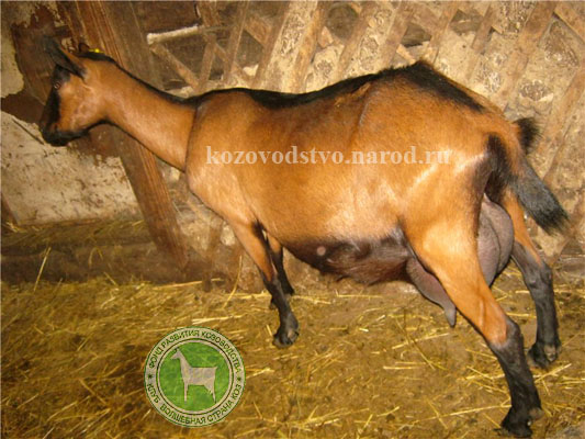 Линда 1 Октябрина