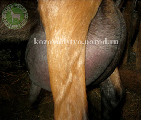 Даша2 3 Октябрина