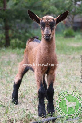 Ветер 1 Злата