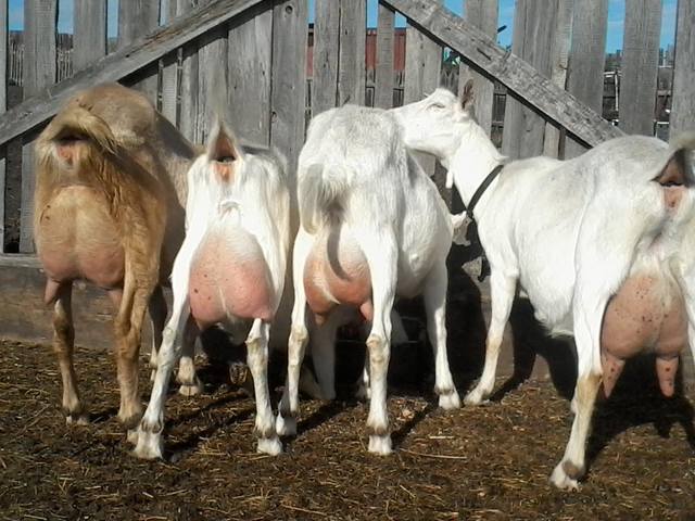 визитка Любимцевой О. 2