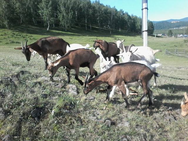 визитка Любимцевой О. 3