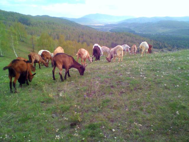 визитка Любимцевой О. 4