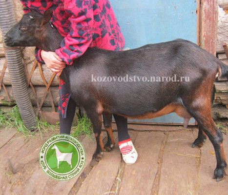 Лялька1 3 Октябрина