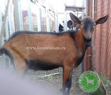 Кинзир ЛПХ Смирновских