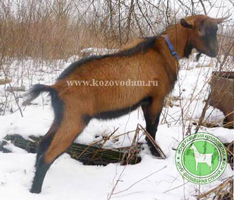 Кай 1 ЛПХ Смирновских