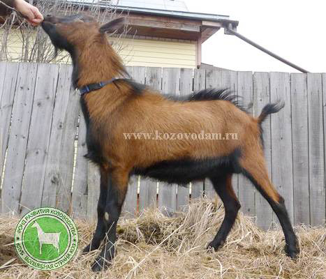 Кай 2 ЛПХ Смирновских