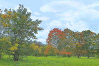 Клёны в парке 50-летия Октября (Раменском). Фото Морошкина В.В.