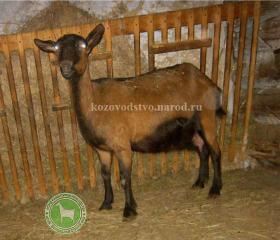 Эсмиральда 1 Октябрина