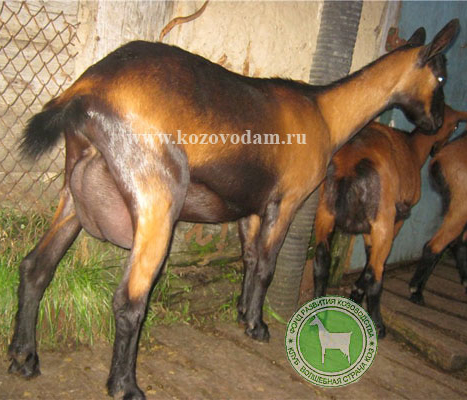 Виола 2 Октябрина