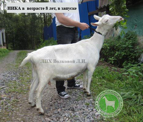 Ника Людмила Волкова