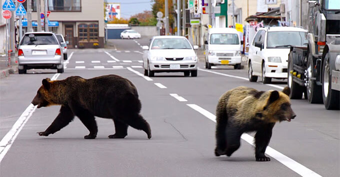 В Японии предложили остановить нашествие медведей песней в радиоэфире