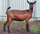 Адель 2 Джага