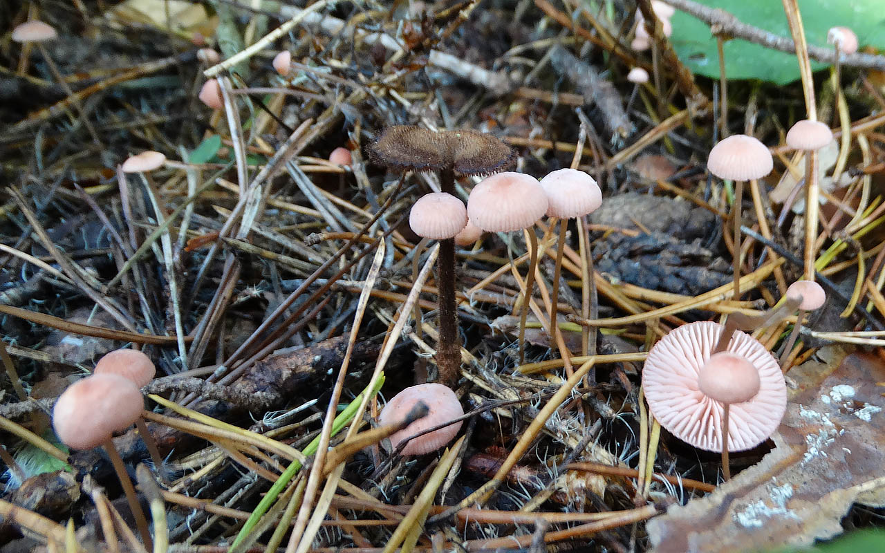 Мицена розоватая