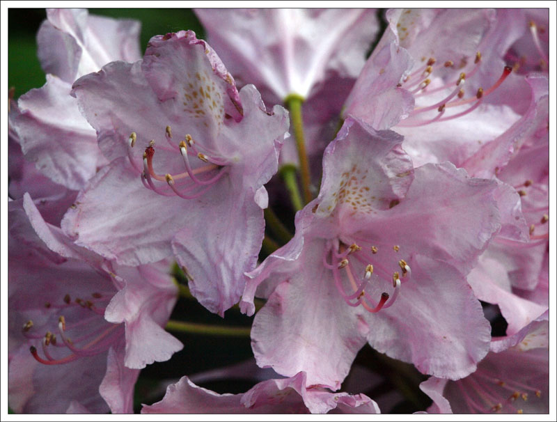 14-149 Rhododendron