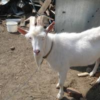 Стрелка отец амур Луиза