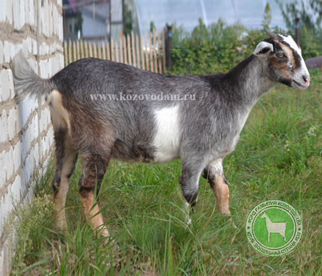 Барбариска 2 Olg15