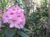 Helsinki-Haaga-Rodopuisto-2009