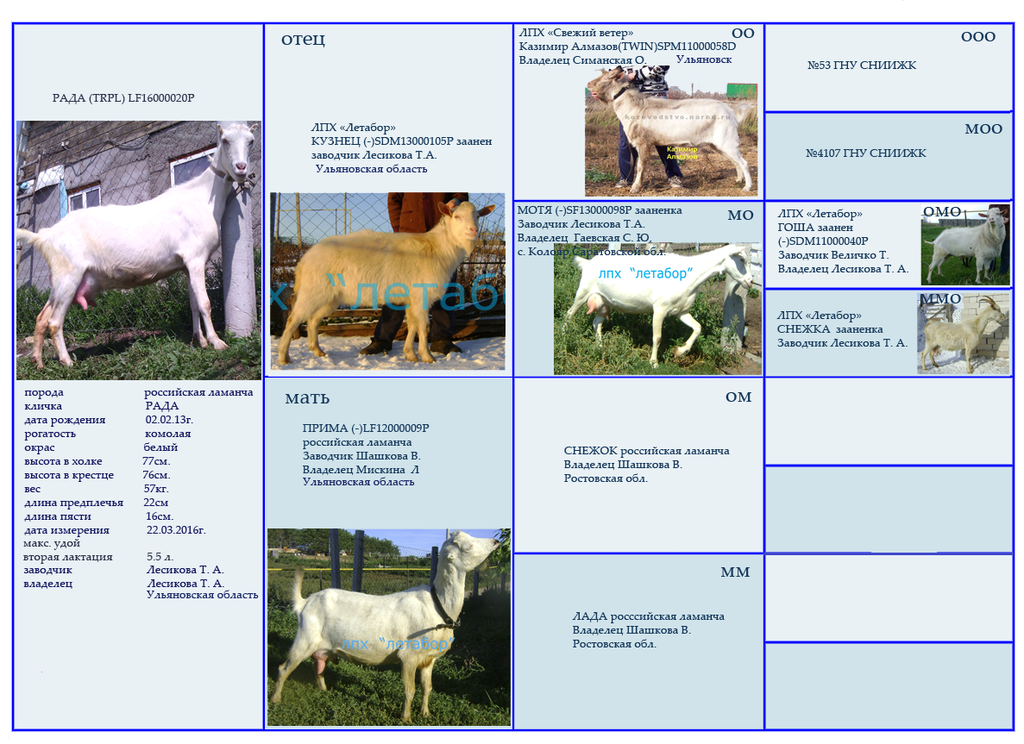 Рада род бор